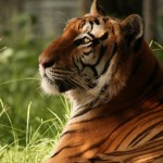Zulu, the tiger who inspired us to start the sanctuary