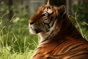 Zulu, the tiger who inspired us to start the sanctuary