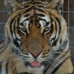 Roy, Bengal tiger hybrid