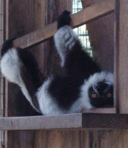 Easter the lemur upside down