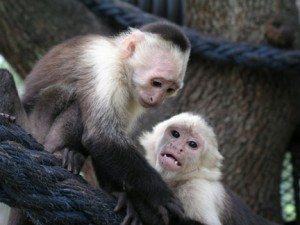 Capuchin family