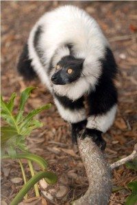 Photo of Easter the lemur