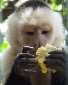 Capuchin with corn