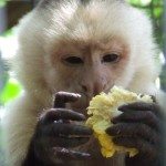 capuchin