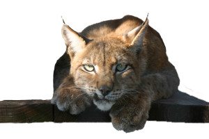 Lynx Misha
