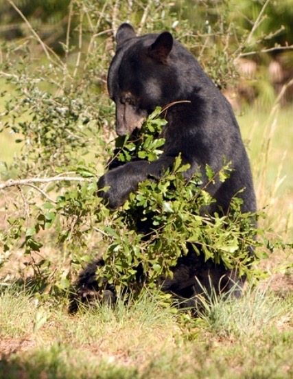 B-Bear, American black bear