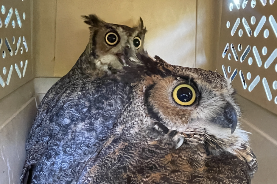 Great Horned Owls ready for release