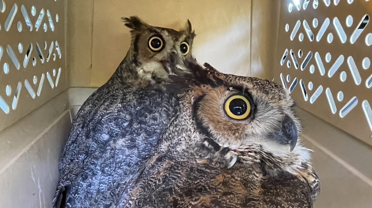 Great Horned Owls