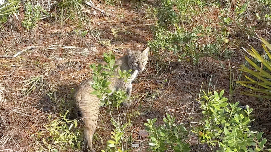 Bobcat thumbnail